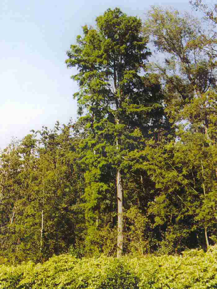 Forme naturelle: Taxodium distichum (Cyprès chauve) Parc Paradisio