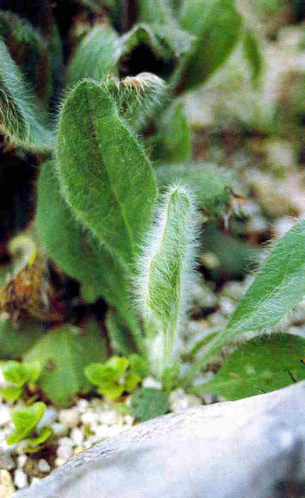 Hieracium pillosa fait partie de la famille des épervières