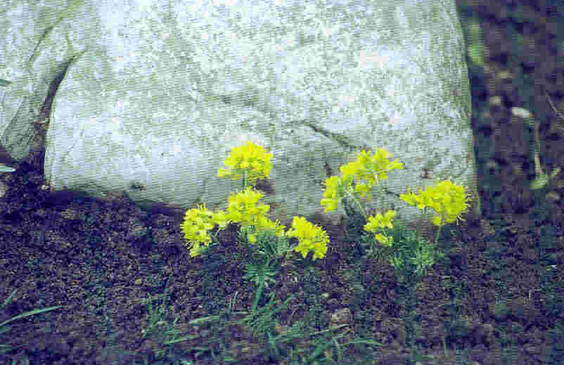 Les Draba sont des plantes de rocaille encore peu connues.
